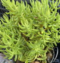 Crassula tetragona cuttings – Miniature Pine Tree Succulent, 10 unrooted stems for propagation and planting