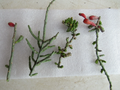 Christmas Cholla Cactus Cuttings – 4 Cylindropuntia Leptocaulis Unrooted Propagation Cuttings for Dry Gardens