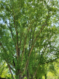 Austree Hybrid Willow Cuttings – 25 Large 18" Fast-Growing Privacy Trees & Living Fences – Salix matsudana × Salix alba