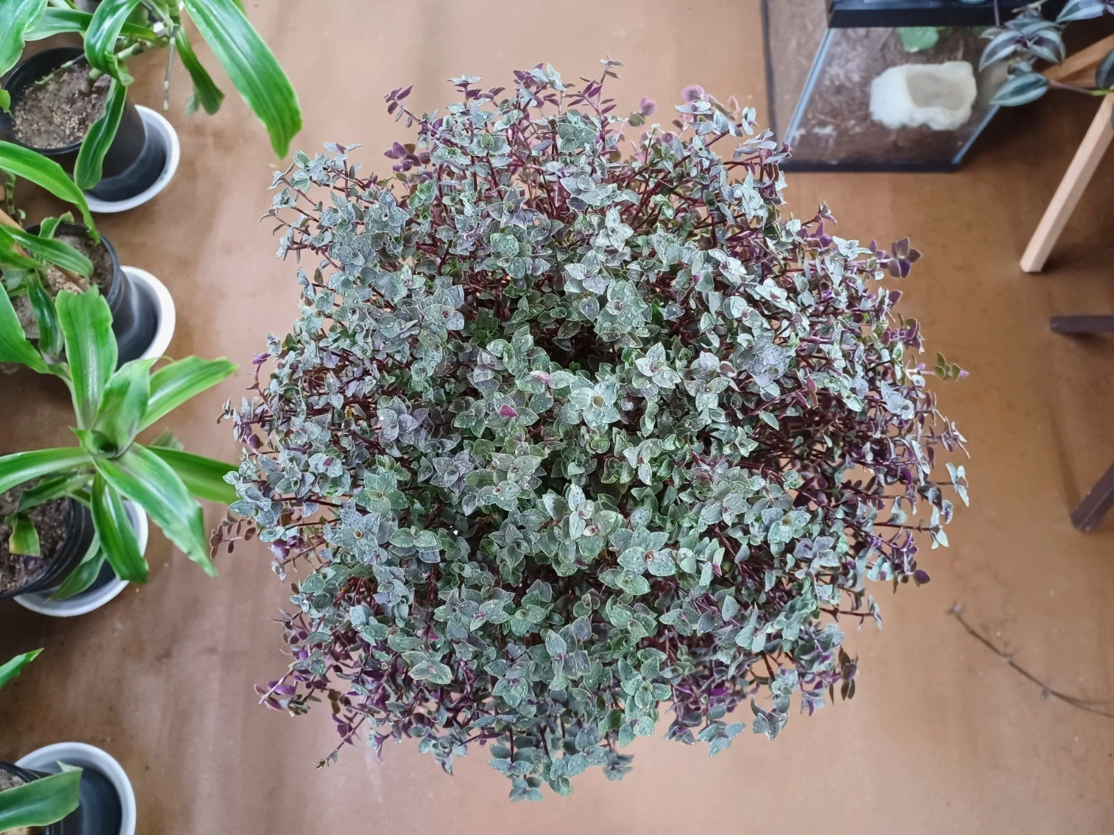 Callisia Repens Cuttings | Trailing Houseplant | Turtle Vine Propagation | Easy Rooting Indoor Plant | Cascading Green Foliage