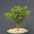 Pereskia portulacifolia 6” Plant | Rare Tree-Form Cactus Bonsai Specimen