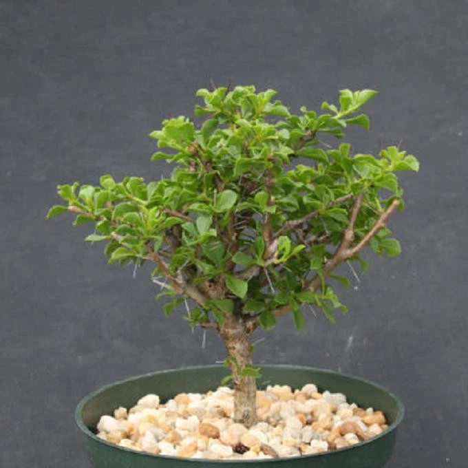 Pereskia portulacifolia 6” Plant | Rare Tree-Form Cactus Bonsai Specimen