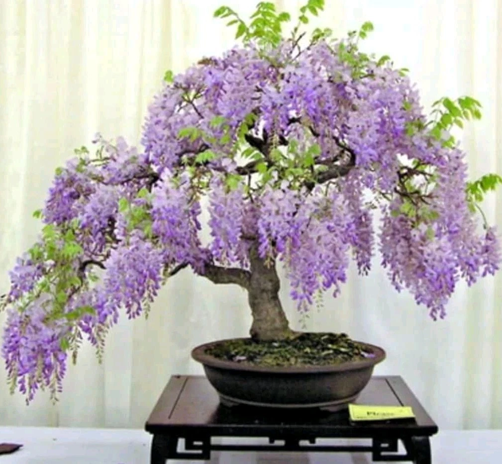 Wisteria Blue Moon Cuttings – 10 Unrooted 6-8 Inch Climbing Flowering Vine Plant Wisteria macrostachya