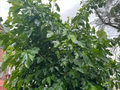 Pakistani Mulberry Tree Rooted Cutting – Live Fruit Tree Starter Plant