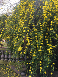 Winter Jasmine Cuttings – 5 Unrooted Jasminum nudiflorum, Yellow Flowering Vine, 12 Inches for Propagation and Landscaping