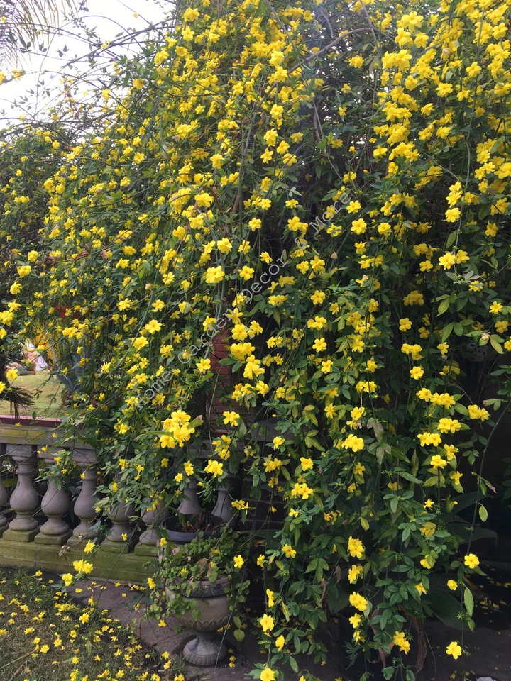 Winter Jasmine Cuttings – 5 Unrooted Jasminum nudiflorum, Yellow Flowering Vine, 12 Inches for Propagation and Landscaping