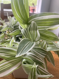 Tradescantia albiflora Cutting Pack – Variegated Wandering Jew Indoor Trailing Houseplant, Green & White Foliage