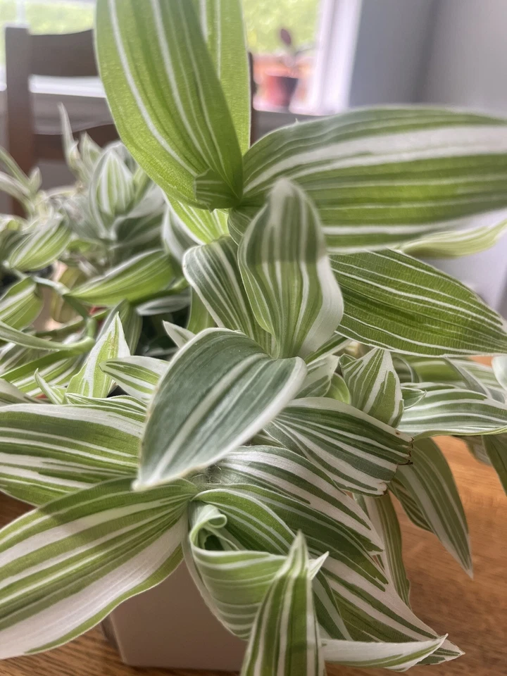 Tradescantia albiflora Cutting Pack – Variegated Wandering Jew Indoor Trailing Houseplant, Green & White Foliage