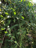 Goji Berry Plant Cuttings – 8 Unrooted Lycium barbarum Stems for Propagation, Edible Garden, Fruit-Bearing Shrub