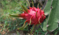 Red Dragon Fruit Cuttings – Pink Skin Red Flesh – 5 Fresh Unrooted Propagation Stems – Selenicereus