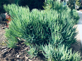 Senecio vitalis Cuttings 9pcs | Blue Chalk Fingers | 6” Live Succulent Sticks | Drought-Tolerant Succulent Plants