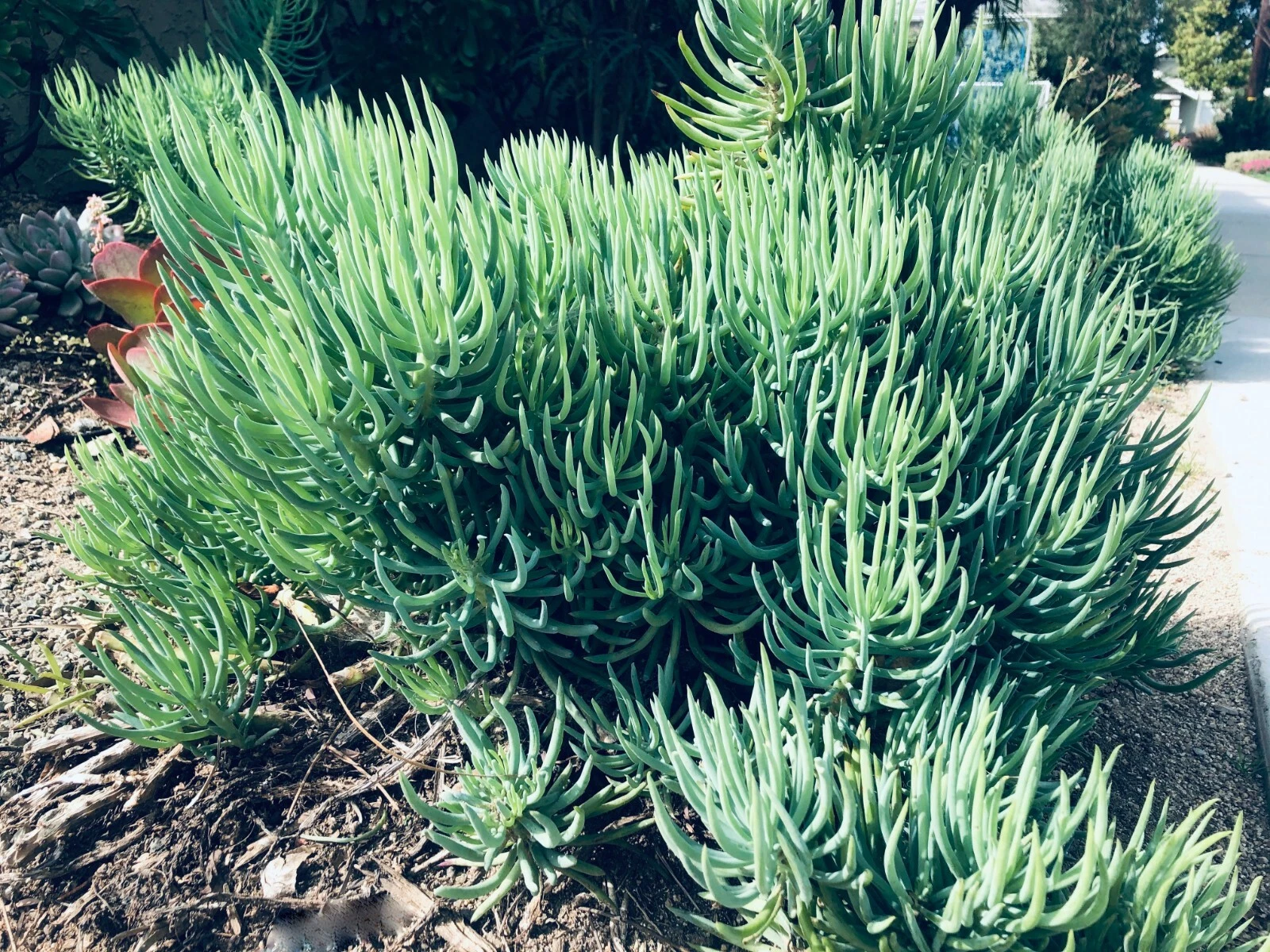 Senecio vitalis Cuttings 9pcs | Blue Chalk Fingers | 6” Live Succulent Sticks | Drought-Tolerant Succulent Plants