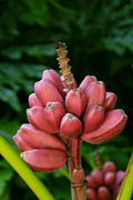 Small Rooted Bordelon Musa Banana Plant, Ornamental Tropical Banana Tree for Gardens & Containers