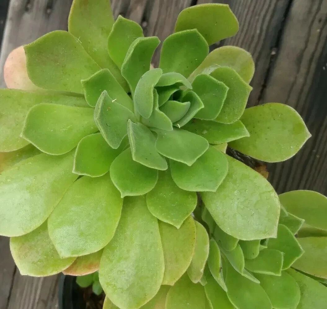 Aeonium arboreum Cuttings 2pcs | Fresh Live Succulent Stems for Easy Rooting