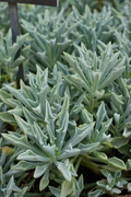 Succulent Cuttings Set of 3 – Senecio Kleiniformis Spear Plant Propagation Unrooted Succulents