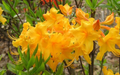 Appalachian Gold Aromi Azalea - Deciduous Rhododendron Starter Plant for Spring Garden