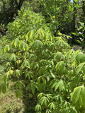 Cassava Yuca Stem Cuttings – 5 Root-Ready Manihot esculenta Planting Stems for Fast Growth