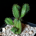 Euphorbia tubiglans Live Succulent in 3.25" Pot – Rare Euphorbiaceae Caudex Cluster Plant