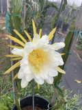 Dragon Fruit Orejona Cuttings – Mature Unrooted Pitaya Stems for Planting