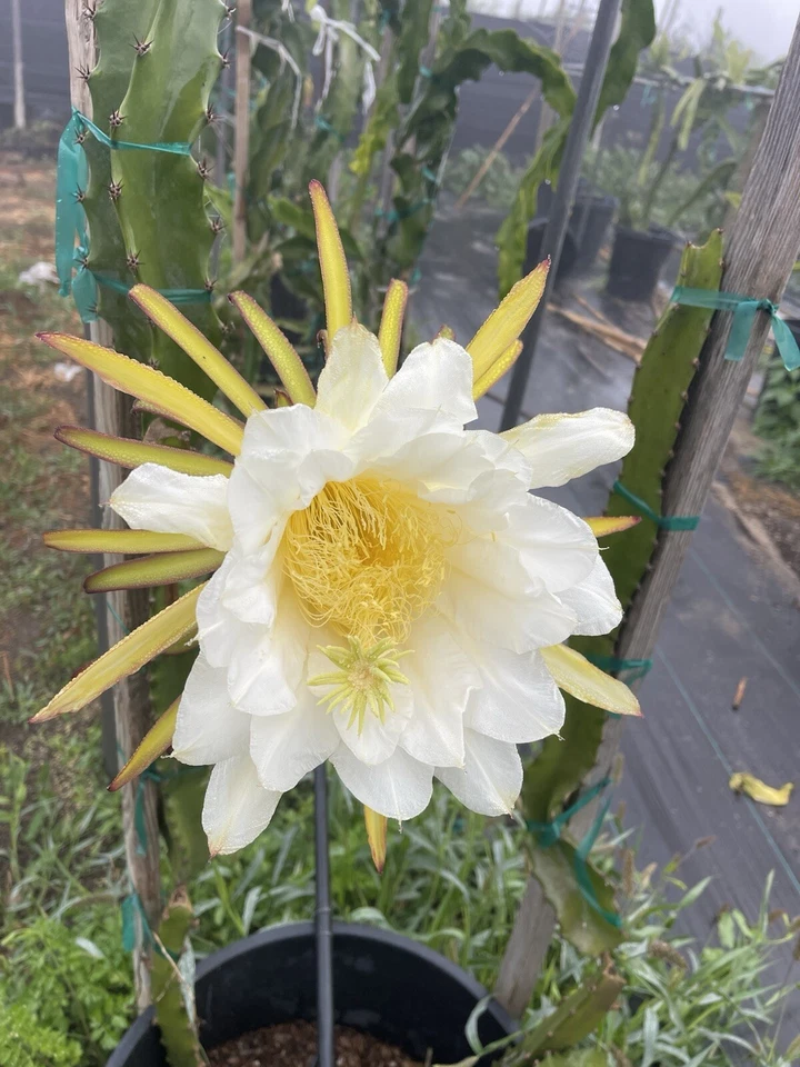 Dragon Fruit Orejona Cuttings – Mature Unrooted Pitaya Stems for Planting