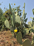Prickly Pear Cactus Pads – 6–10" Live Opuntia ficus-indica Cuttings for Planting & Propagation