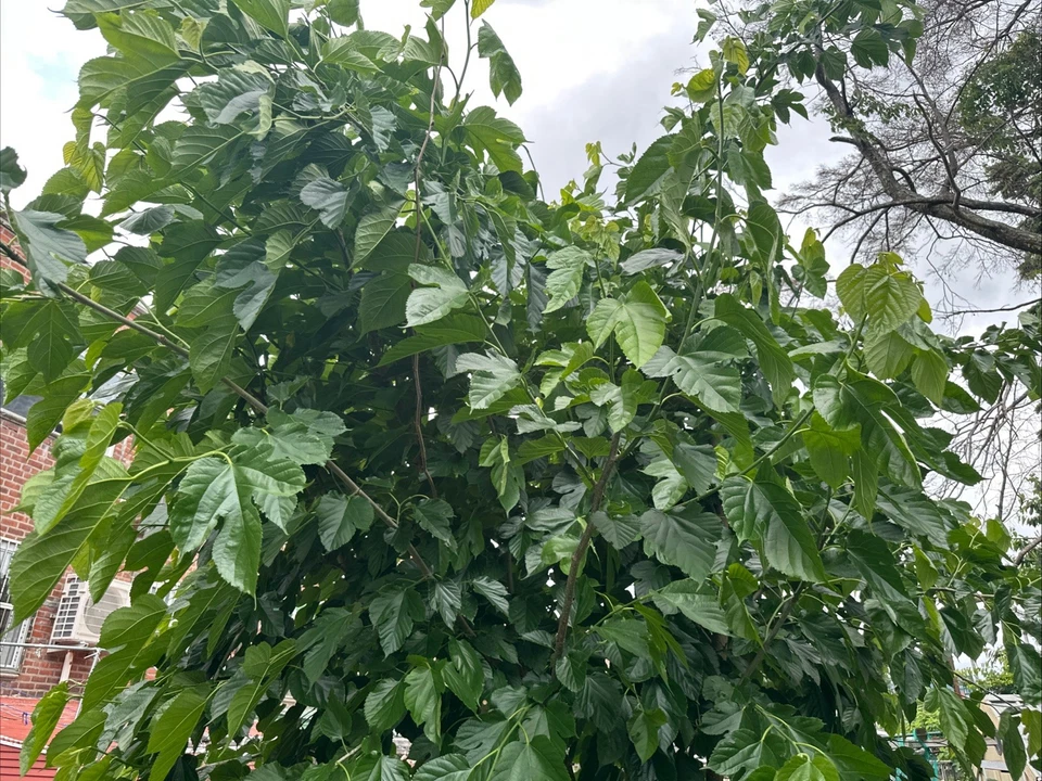 Pakistani Mulberry Tree Rooted Cutting – Live Fruit Tree Starter Plant