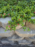 Aptenia Cordifolia Cuttings - 12 Baby Sun Rose 4-6 Inch Live Groundcover Plants