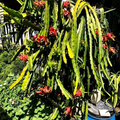 Red Dragon Fruit Cuttings – 5 Live Pitaya Cuttings with 1 Rooted Plant for Planting