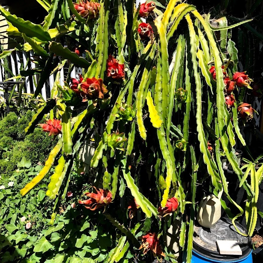 Red Dragon Fruit Cuttings – 5 Live Pitaya Cuttings with 1 Rooted Plant for Planting
