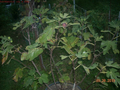 Fig Tree Cuttings Col de Dame Noire – 6 Live Ficus Carica Propagation Cuttings for Home Garden