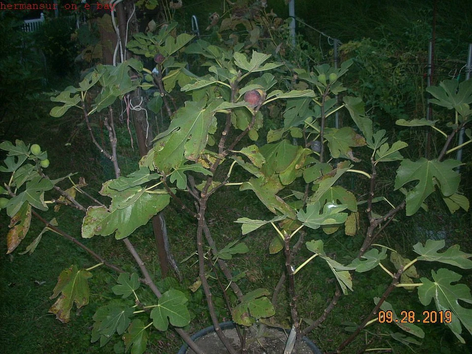 Fig Tree Cuttings Col de Dame Noire – 6 Live Ficus Carica Propagation Cuttings for Home Garden