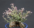 Monadenium rubellum Seeds – 25 Caudex Succulent Seeds for Bonsai & Indoor Growing, Exotic Tuberous Plant, Rare Caudiform Succulent