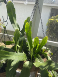 Rooted Epiphyllum Orchid Cactus Cuttings 2pcs | 10”+ Rooted Stems | Live Epiphyllum Plant Starts