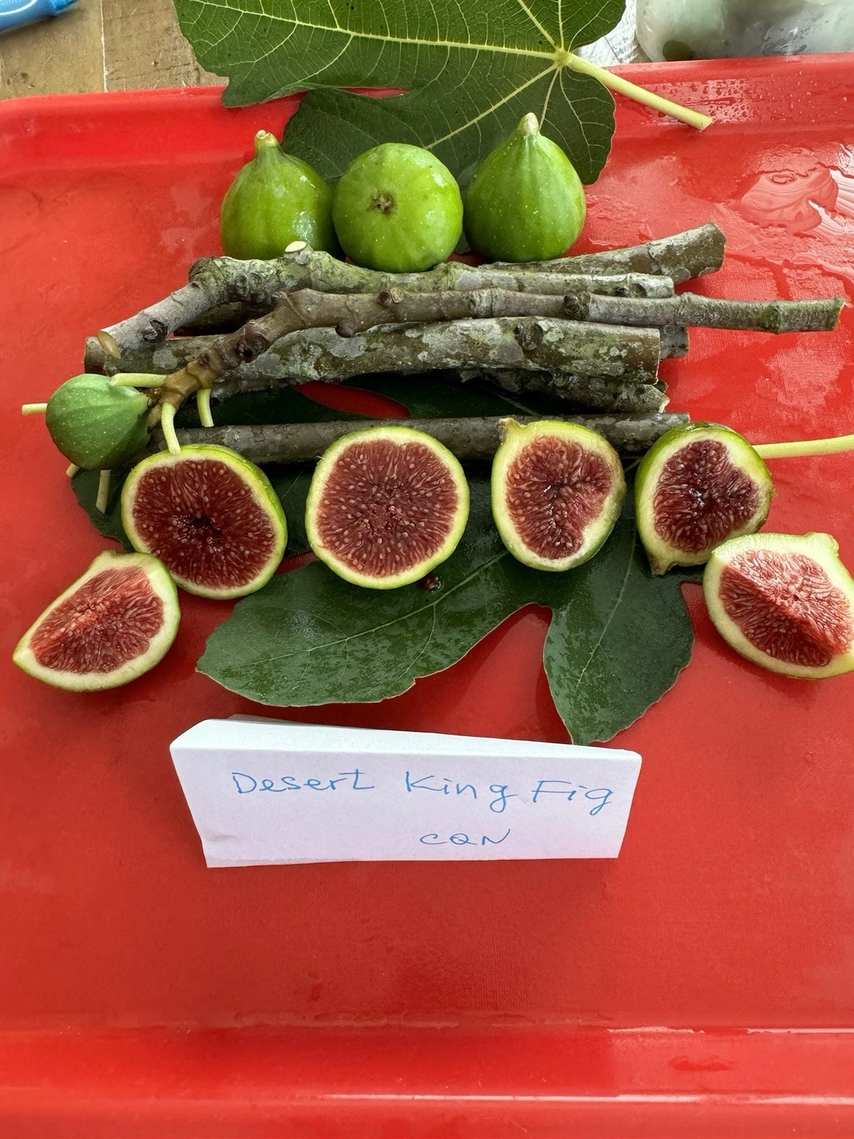 Desert King Fig Cuttings 3pcs | Ficus carica Propagation Wood 8-10" | Ready to Root