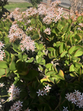 Jade Plant Cuttings – 3 Unrooted Stem Propagation Crassula Ovata Succulent Live Plant
