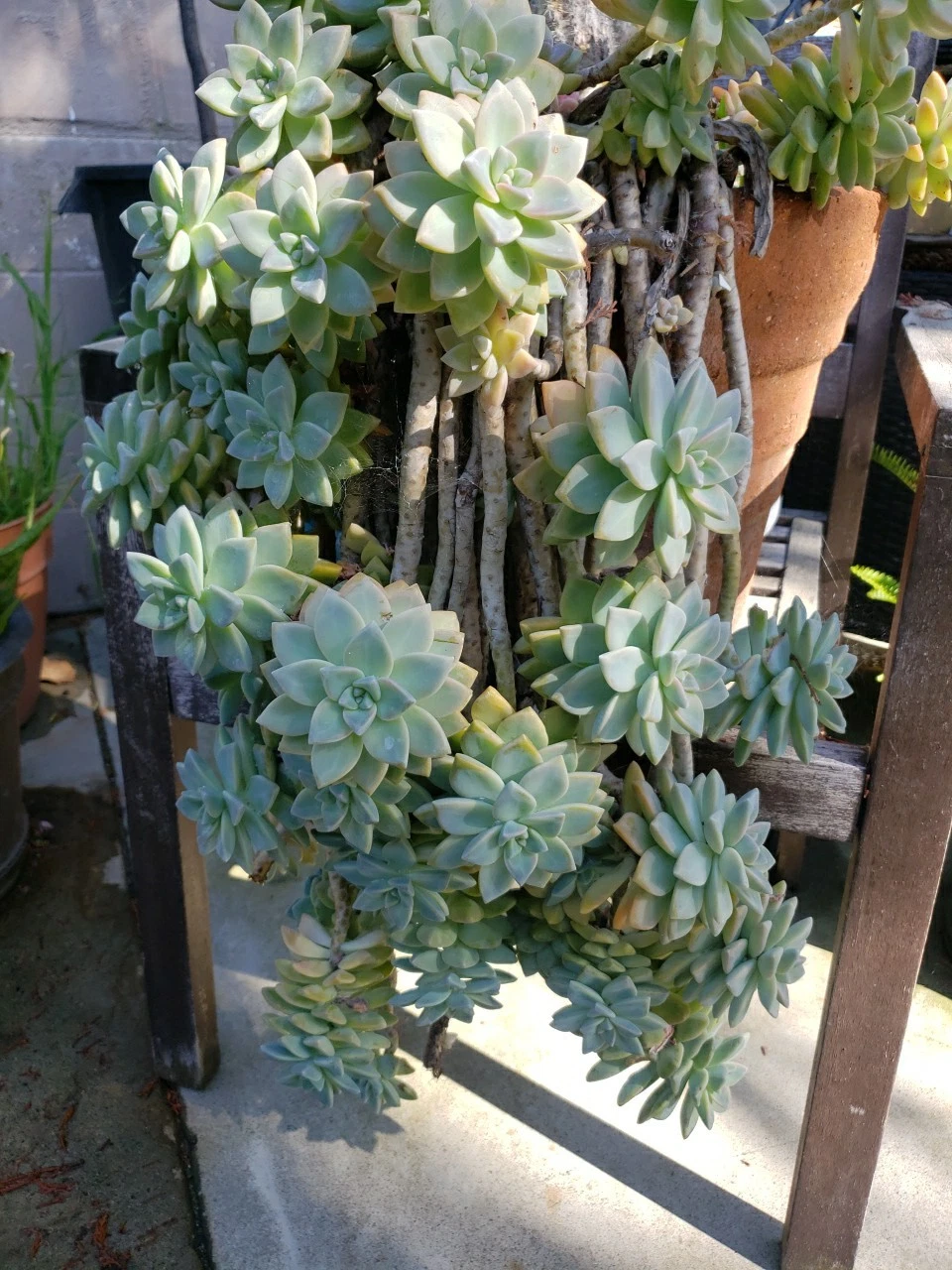 Rooted Hanging Succulent Plants – 3 Live Trailing Cuttings Ready to Grow