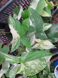 Variegated Syngonium Albo Podophyllum Cutting – White & Green Arrowhead Vine for Indoor Houseplants