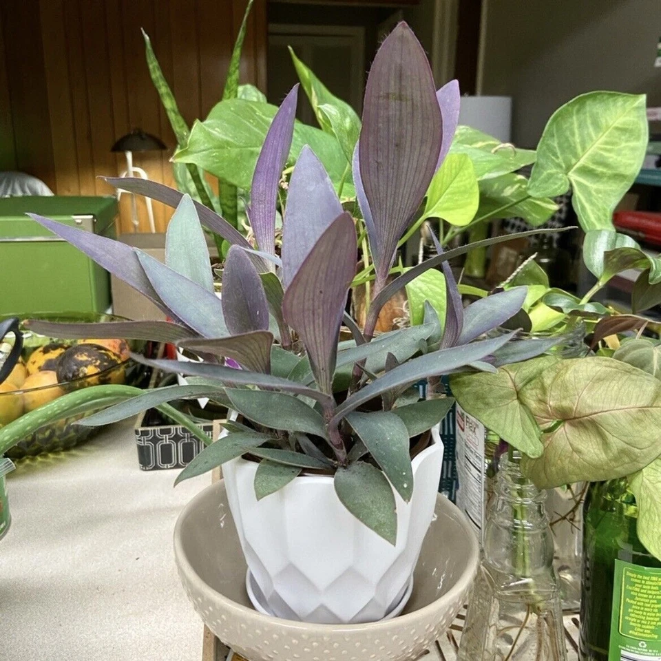 Purple Heart Tradescantia Cuttings – 3 Unrooted Stems for Indoor Outdoor Propagation – Purple Queen Foliage Plant