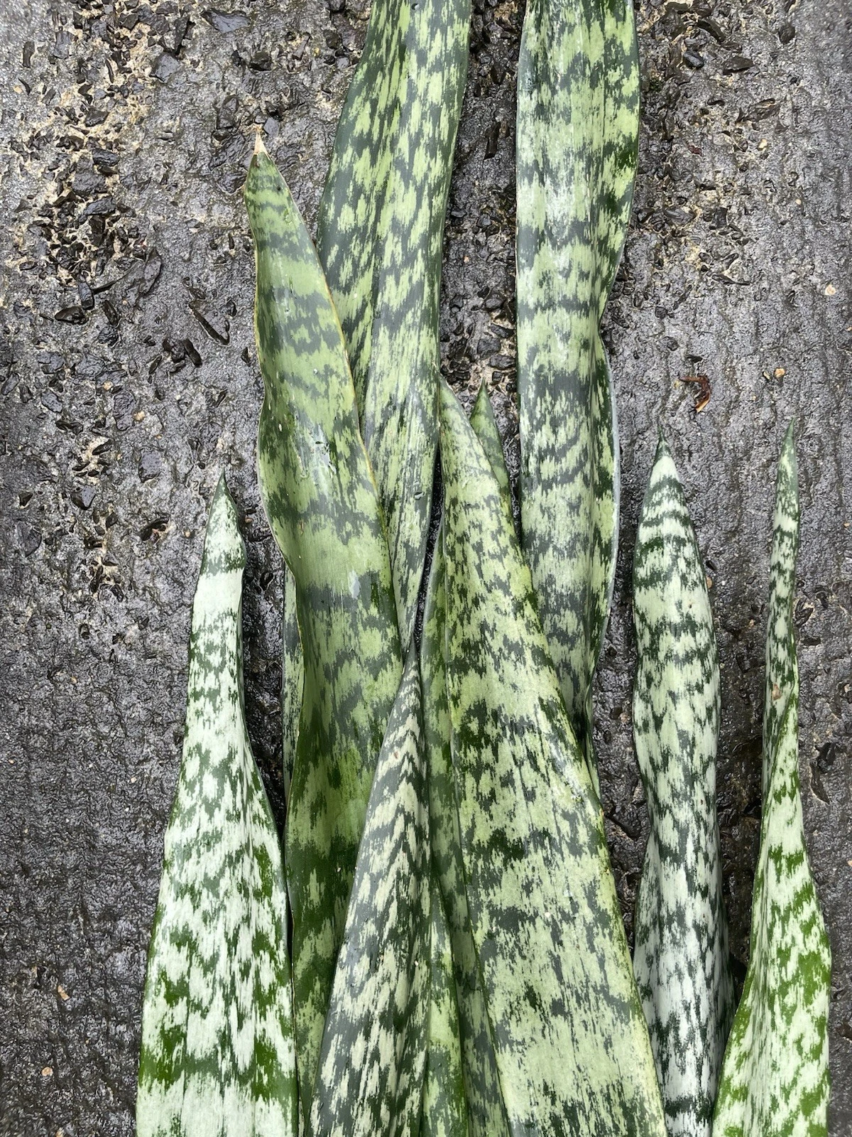 Snake Plant Leaf Cuttings – 10 Unrooted Sansevieria Hawaii Propagation Pieces for Indoor Houseplants