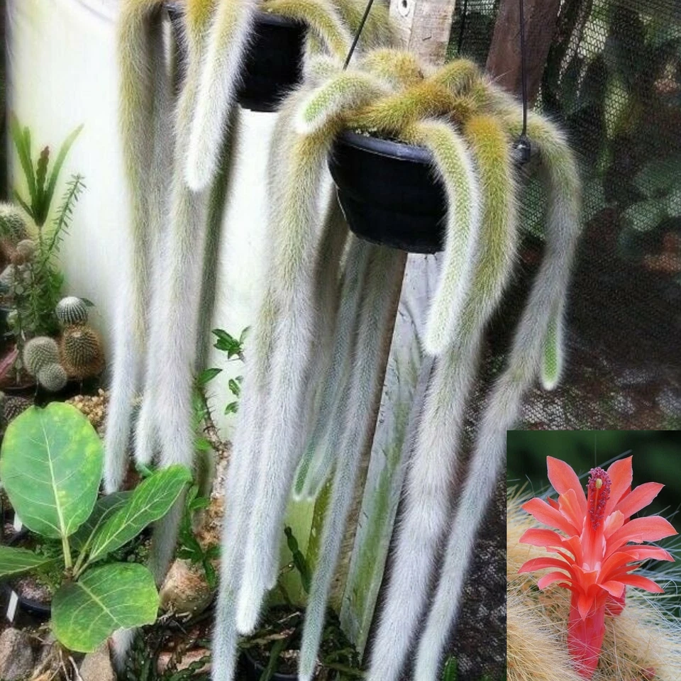 Monkey Tail Cactus Cutting – 10 Inch Hildewintera Colademononis Succulent Propagation Planting