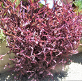Purple Heart Tradescantia Pallida Cuttings – 8 Unrooted Trailing Houseplant Starters for Indoor & Outdoor Gardening