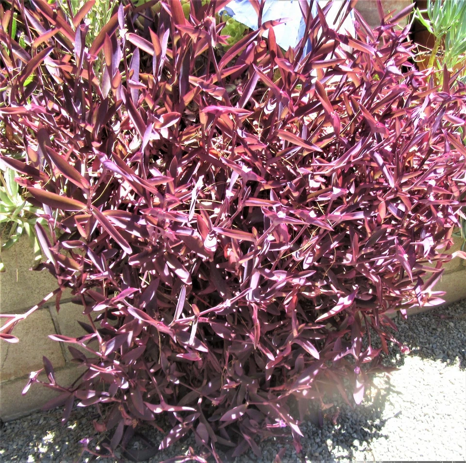 Purple Heart Tradescantia Pallida Cuttings – 8 Unrooted Trailing Houseplant Starters for Indoor & Outdoor Gardening