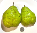 Bartlett Pear Scion Wood Set – 6+3 Unrooted Graft Cuttings for Pyrus communis Orchards and Grafting
