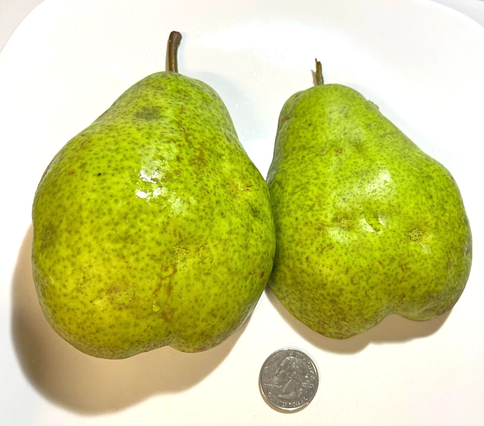 Bartlett Pear Scion Wood Set – 6+3 Unrooted Graft Cuttings for Pyrus communis Orchards and Grafting