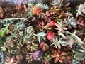 Colorful Succulent Cuttings – 10 Unrooted Varieties for DIY Arrangements, Terrariums, Indoor & Outdoor Gardening
