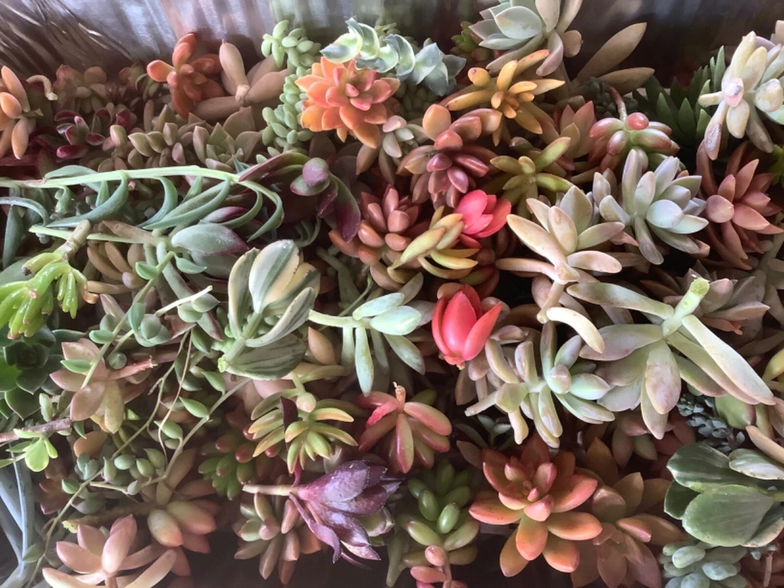 Colorful Succulent Cuttings – 10 Unrooted Varieties for DIY Arrangements, Terrariums, Indoor & Outdoor Gardening
