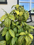 Sanchezia Plant Cuttings – Live Tropical Foliage Starter Pieces with Bold Green & Yellow Veined Leaves for Indoor or Outdoor Growth