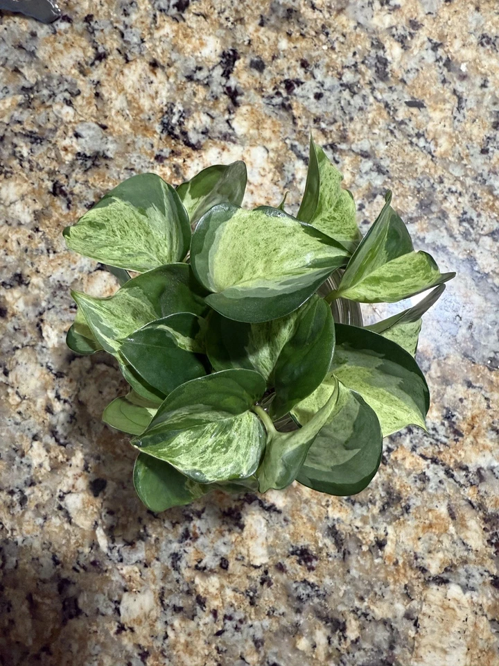 Manjula Pothos Cuttings – 6 Unrooted Variegated Epipremnum aureum ‘Manjula’ Houseplant Propagation Pieces