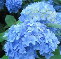 Blue Hydrangea Cuttings Set – 10 Fresh + 1 Rooted Hydrangea macrophylla Live Plant for Propagation and Garden Landscaping