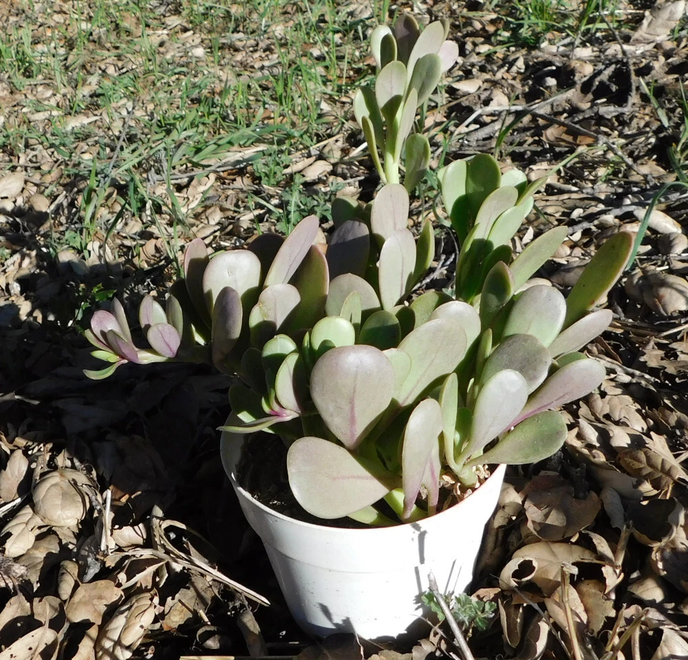 Senecio jacobsenii Purple Trailing Jade Live Succulent Cutting for Hanging Pots, Drought Tolerant, Cascading Foliage Plant